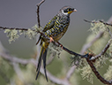 Palkachupa Cotinga - courtesy Cesar Bollaty
