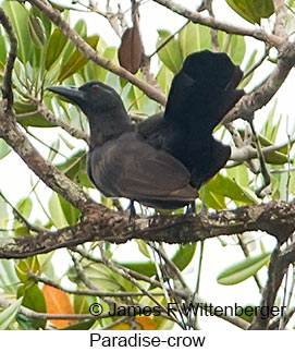 Paradise-crow - &copy; James F Wittenberger and Exotic Birding LLC