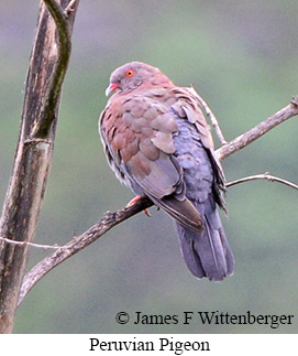 Peruvian Pigeon - &copy; James F Wittenberger and Exotic Birding LLC