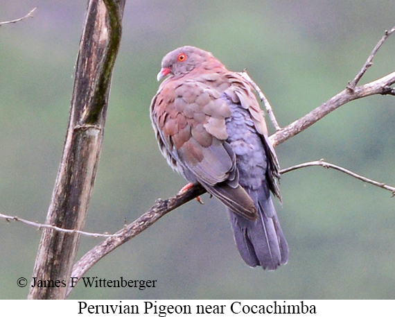 Peruvian Pigeon - &copy; James F Wittenberger and Exotic Birding LLC