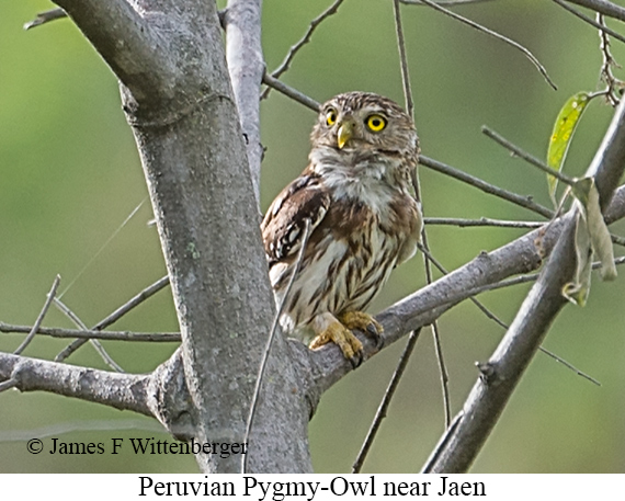 Peruvian Pygmy-Owl - &copy; James F Wittenberger and Exotic Birding LLC