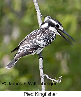 Pied Kingfisher - &copy; James F Wittenberger and Exotic Birding LLC