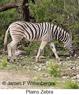 Plains Zebra - © James F Wittenberger and Exotic Birding LLC Plains Zebra - © James F Wittenberger and Exotic Birding LLC