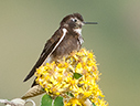 Purple-backed Sunbeam - &copy; James F Wittenberger and Exotic Birding LLC