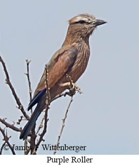 Purple Roller - © James F Wittenberger and Exotic Birding LLC Purple Roller - © James F Wittenberger and Exotic Birding LLC