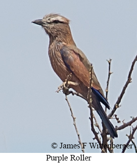 Purple Roller - &copy; James F Wittenberger and Exotic Birding LLC