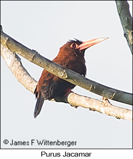Purus Jacamar - &copy; James F Wittenberger and Exotic Birding LLC