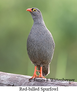 Red-billed Spurfowl - &copy; James F Wittenberger and Exotic Birding LLC