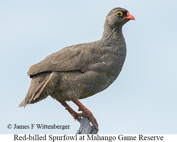 Red-billed Spurfowl - &copy; James F Wittenberger and Exotic Birding LLC
