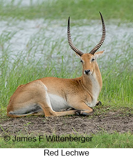 Red Lechwe - © James F Wittenberger and Exotic Birding LLC Red Lechwe - © James F Wittenberger and Exotic Birding LLC