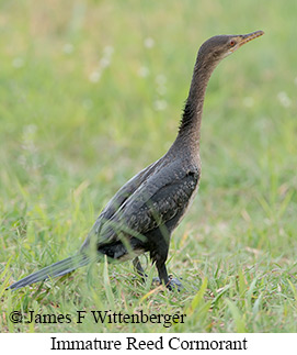 Immature Long-tailed Cormorant - © James F Wittenberger and Exotic Birding LLC Immature Long-tailed Cormorant - © James F Wittenberger and Exotic Birding LLC