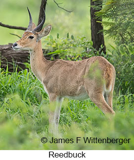 Reedbuck - &copy; James F Wittenberger and Exotic Birding LLC