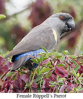 Female Rueppell's Parrot - © James F Wittenberger and Exotic Birding LLC Female Rueppell's Parrot - © James F Wittenberger and Exotic Birding LLC