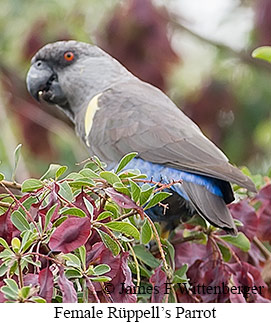 Female Rueppell's Parrot - &copy; James F Wittenberger and Exotic Birding LLC