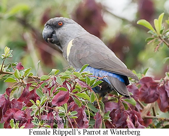 Female Rueppell's Parrot - &copy; James F Wittenberger and Exotic Birding LLC