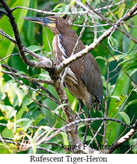 Rufescent Tiger-Heron - &copy; James F Wittenberger and Exotic Birding LLC