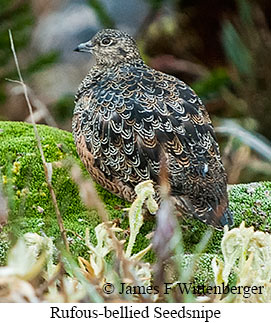 Rufous-bellied Seedsnipe - &copy; James F Wittenberger and Exotic Birding LLC