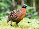 Rufous-breasted Wood-Quail - &copy; James F Wittenberger and Exotic Birding LLC