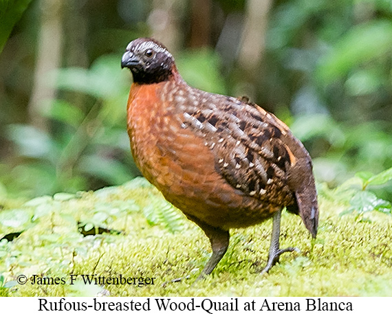 Rufous-breasted Wood-Quail - &copy; James F Wittenberger and Exotic Birding LLC