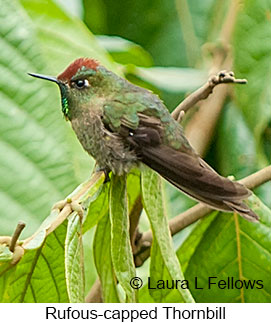 Rufous-capped Thornbill - &copy; Laura L Fellows and Exotic Birding LLC