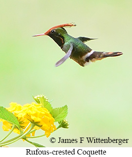 Rufous-crested Coquette - &copy; James F Wittenberger and Exotic Birding LLC