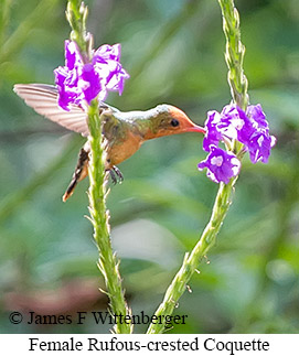 Female Rufous-crested Coquette - &copy; James F Wittenberger and Exotic Birding LLC