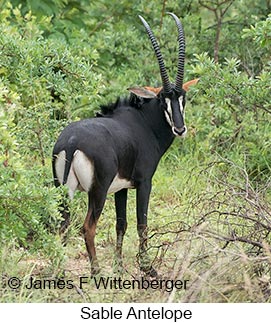 Sable - © James F Wittenberger and Exotic Birding LLC Sable - © James F Wittenberger and Exotic Birding LLC