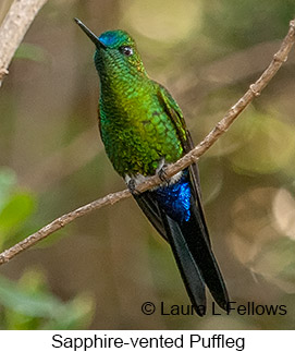 Sapphire-vented Puffleg - &copy; Laura L Fellows and Exotic Birding LLC