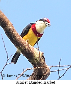 Scarlet-banded Barbet - &copy; James F Wittenberger and Exotic Birding LLC