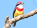 Scarlet-banded Barbet - &copy; James F Wittenberger and Exotic Birding LLC
