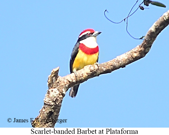 Scarlet-banded Barbet - &copy; James F Wittenberger and Exotic Birding LLC