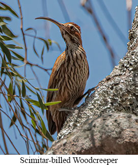 Scimitar-billed Woodcreeper - courtesy Cesar Bollaty
