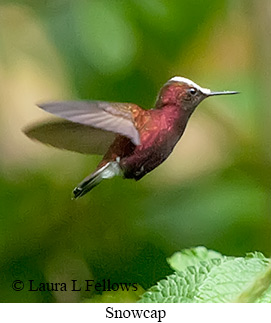 Snowcap - &copy; Laura L Fellows and Exotic Birding LLC