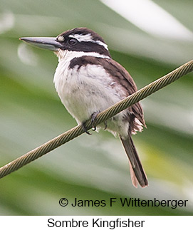 Sombre Kingfisher - &copy; James F Wittenberger and Exotic Birding LLC