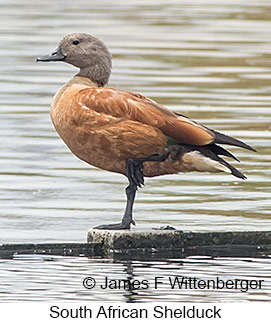 South African Shelduck - &copy; James F Wittenberger and Exotic Birding LLC