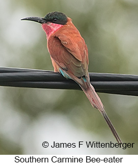 Southern Carmine Bee-eater - &copy; James F Wittenberger and Exotic Birding LLC