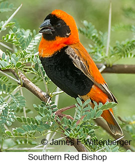 Southern Red Bishop - &copy; James F Wittenberger and Exotic Birding LLC