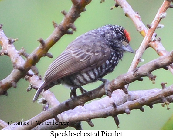 Speckle-chested Piculet - &copy; James F Wittenberger and Exotic Birding LLC