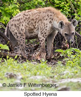 Spotted Hyena - © James F Wittenberger and Exotic Birding LLC Spotted Hyena - © James F Wittenberger and Exotic Birding LLC