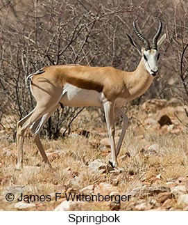 Springbok - © James F Wittenberger and Exotic Birding LLC Springbok - © James F Wittenberger and Exotic Birding LLC
