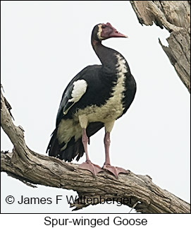 Spur-winged Goose - &copy; James F Wittenberger and Exotic Birding LLC