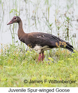 Spur-winged Goose - &copy; James F Wittenberger and Exotic Birding LLC
