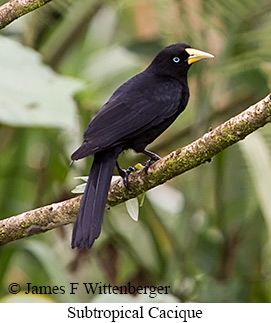 Subtropical Cacique - &copy; James F Wittenberger and Exotic Birding LLC