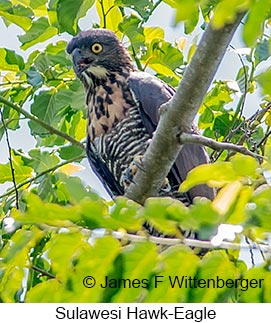Sulawesi Hawk-Eagle - &copy; James F Wittenberger and Exotic Birding LLC