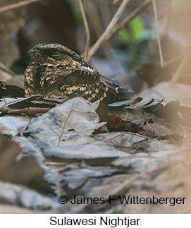 Sulawesi Nightjar - &copy; James F Wittenberger and Exotic Birding LLC