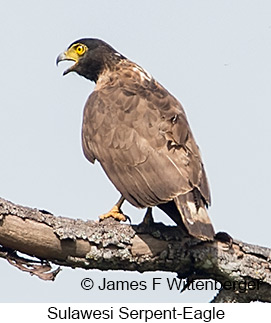 Sulawesi Serpent-Eagle - &copy; James F Wittenberger and Exotic Birding LLC