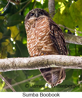 Sumba Boobook - &copy; James F Wittenberger and Exotic Birding LLC