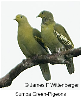 Sumba Green-Pigeon - &copy; James F Wittenberger and Exotic Birding LLC