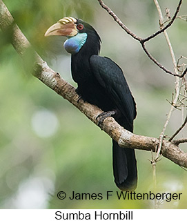 Sumba Hornbill - &copy; James F Wittenberger and Exotic Birding LLC