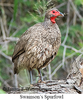 Swainson's Spurfowl - © James F Wittenberger and Exotic Birding LLC Swainson's Spurfowl - © James F Wittenberger and Exotic Birding LLC